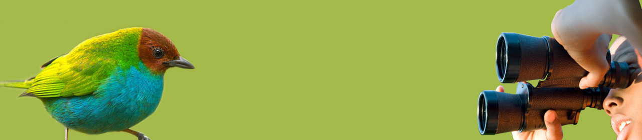 observacion-aves-header